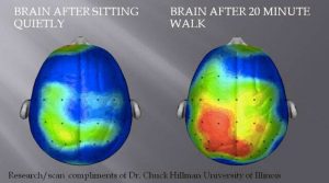 Brain after 20 minute walk